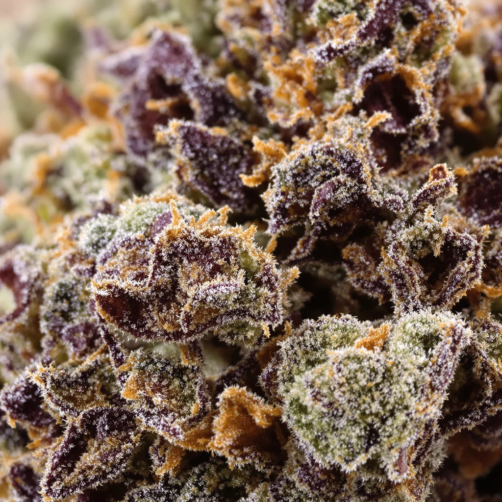 Dream Police cannabis bud close-up showing dense purple-tinged calyxes