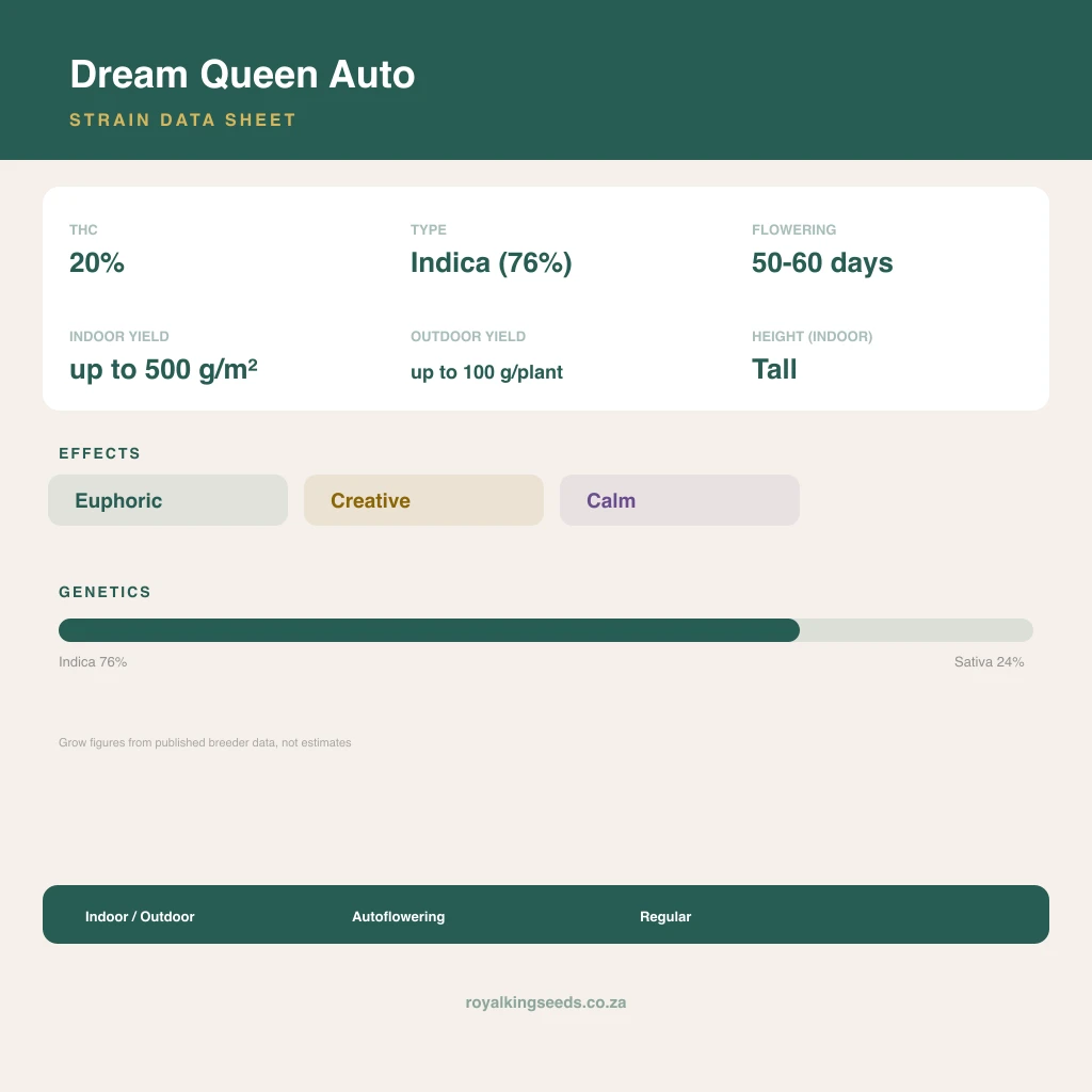 Dream Queen 76% indica / 24% sativa flower with visible trichomes