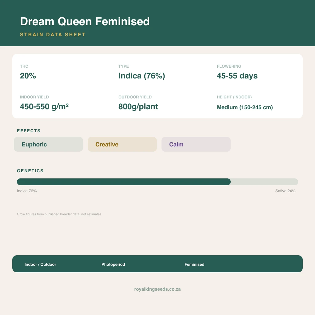 Dream Queen 76% indica / 24% sativa flower with visible trichomes