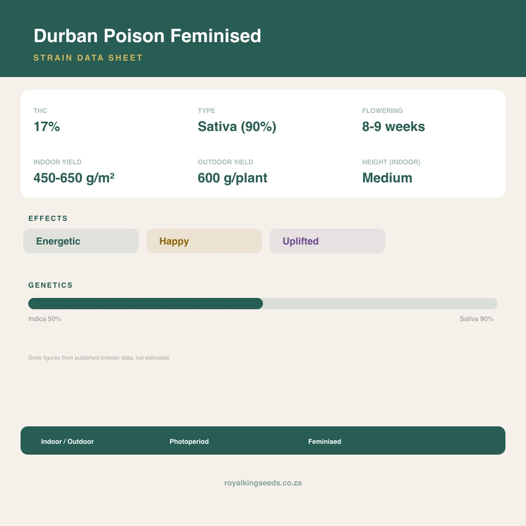 Durban Poison 36% indica / 64% sativa flower with visible trichomes