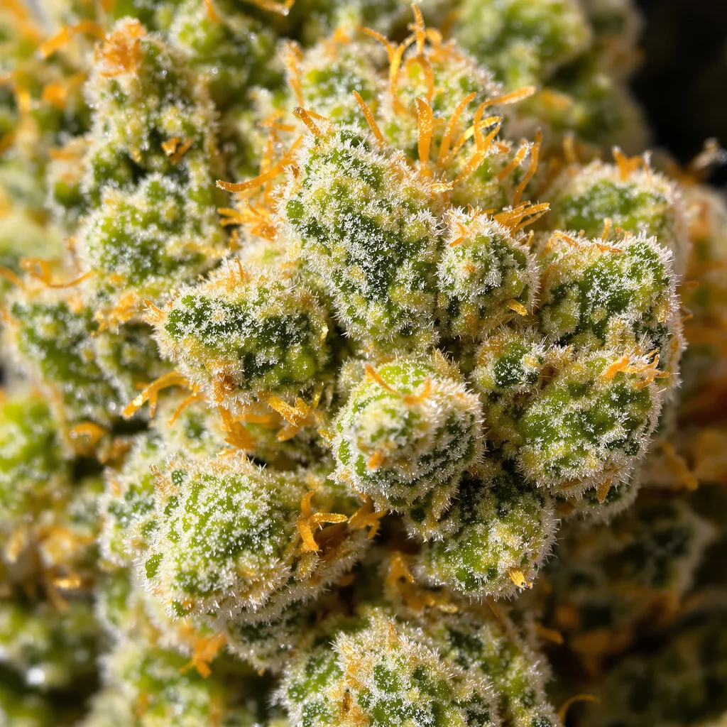 Durban Poison cannabis bud close-up showing lime-green airy structure