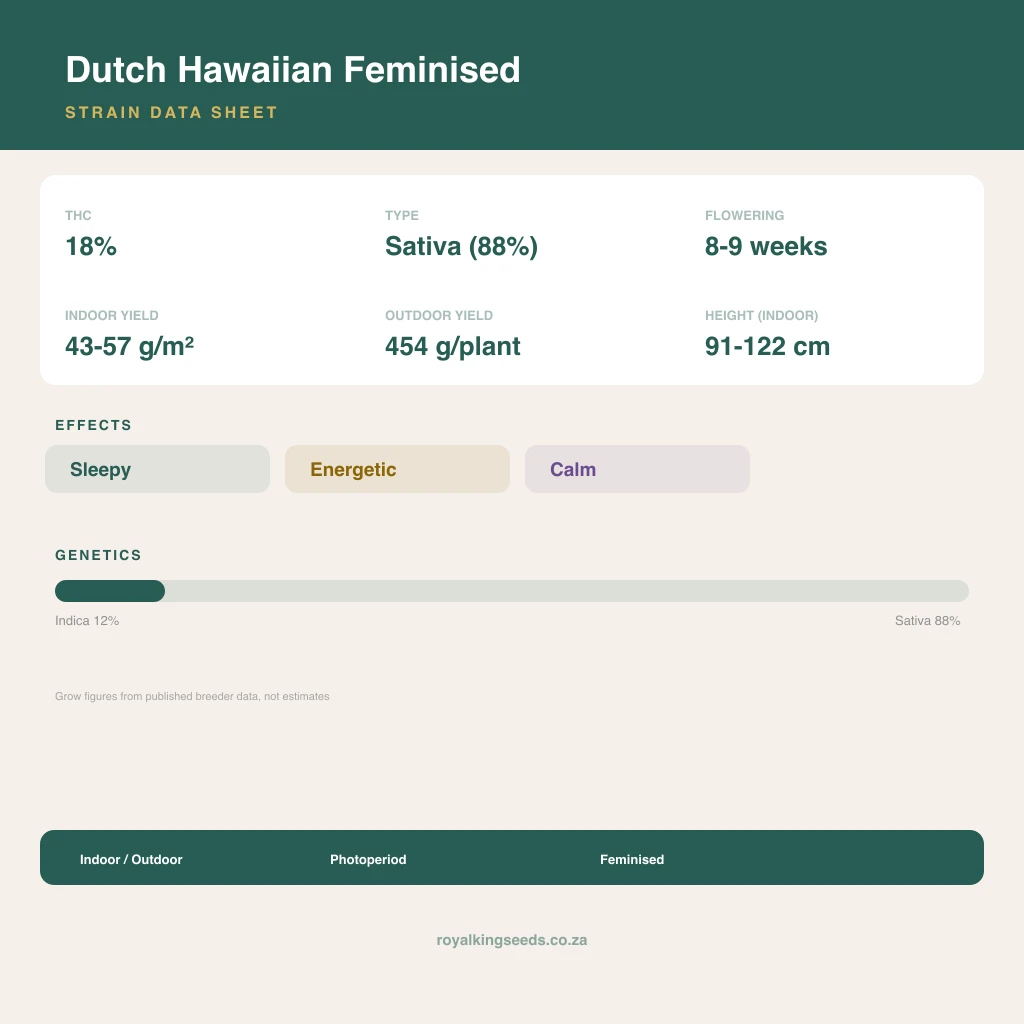 Dutch Hawaiian 12% indica / 88% sativa flower with visible trichomes