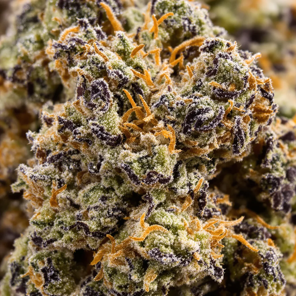 Early Skunk cannabis bud close-up showing dense purple-tinged calyxes