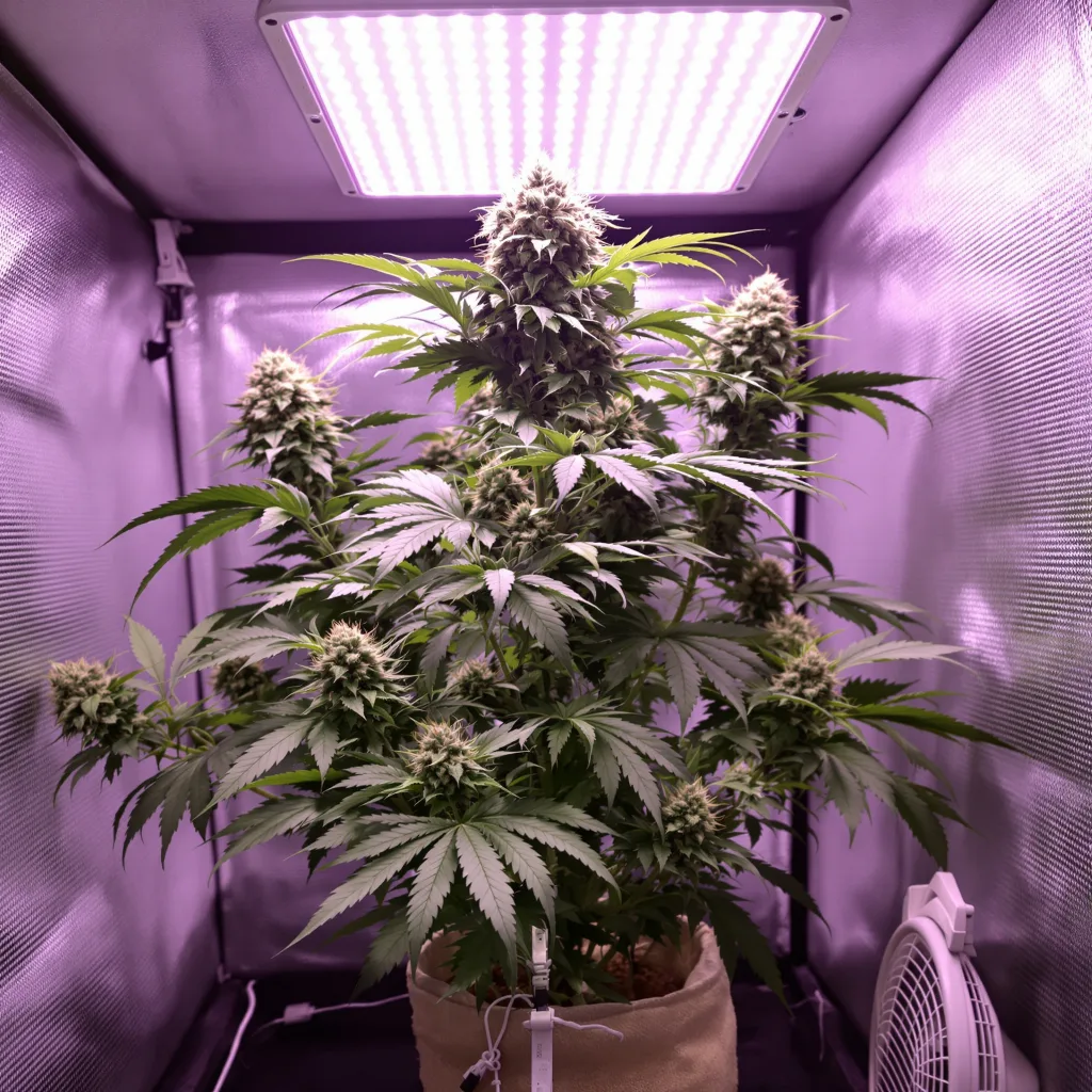 Electric Blue cannabis plant in flowering stage — 70–110 cm autoflower