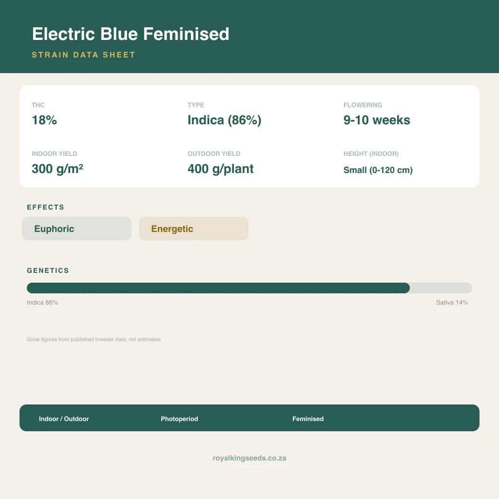 Electric Blue 86% indica / 14% sativa flower with visible trichomes