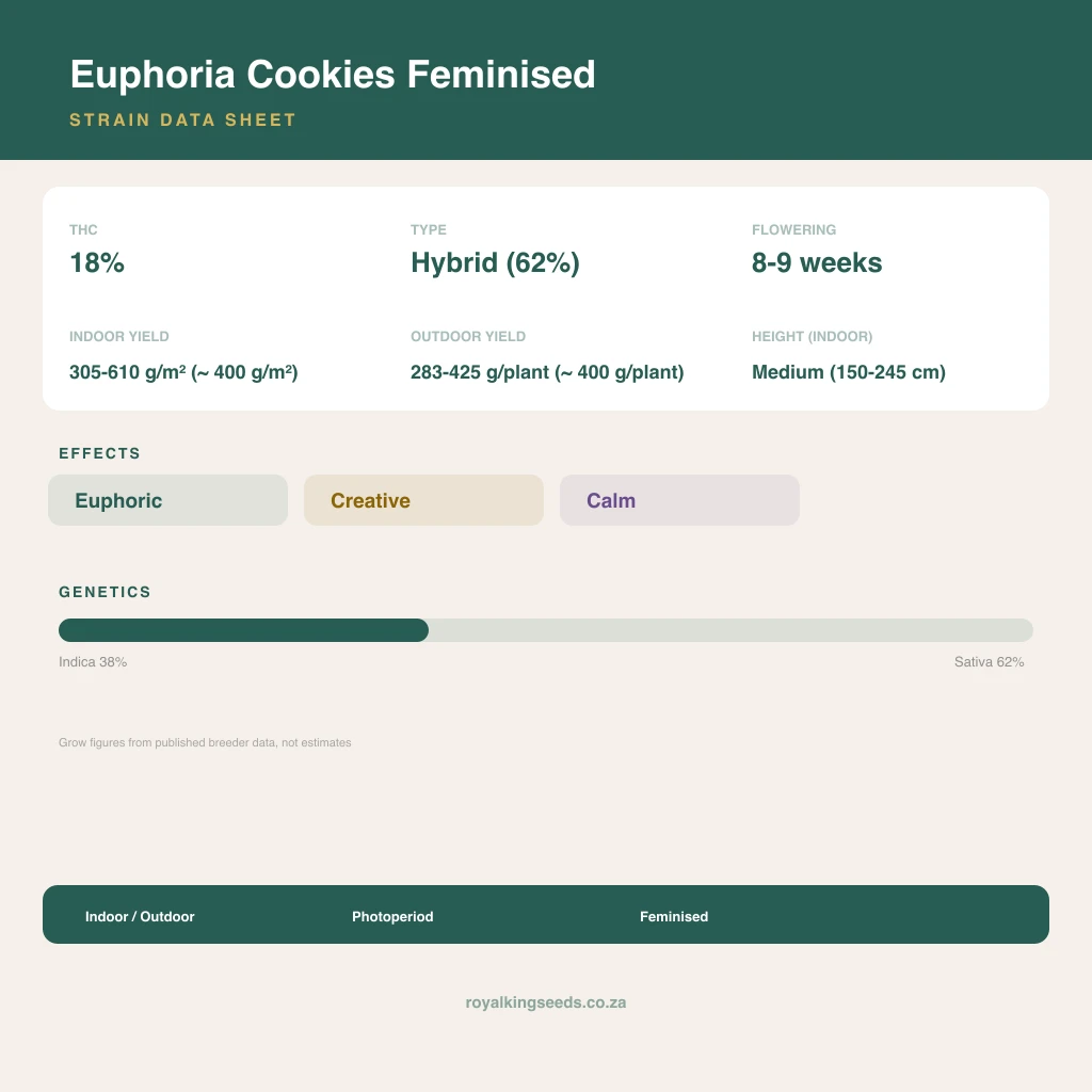 Euphoria Cookies 38% indica / 62% sativa flower with visible trichomes