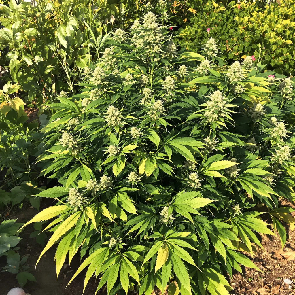 Fat Purple 74% indica / 26% sativa flower with visible trichomes