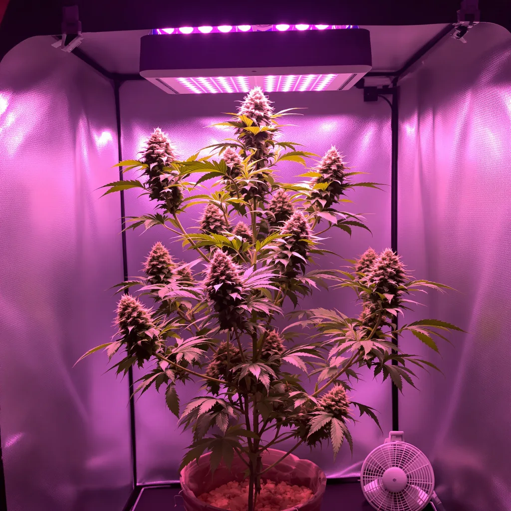Fruity Pebbles cannabis plant in flowering stage — Up to 180 cm feminised