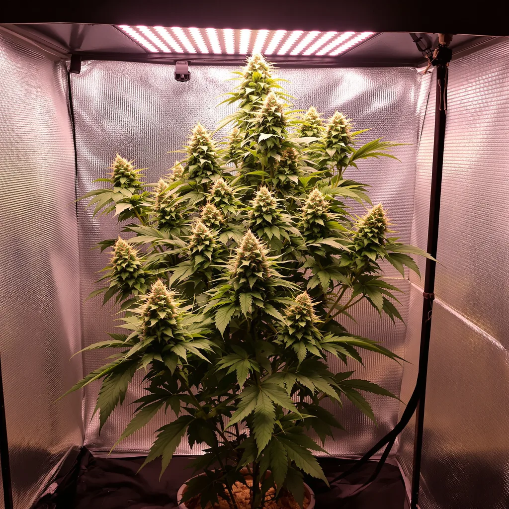 G.O.A.T Mixpack cannabis plant in flowering stage — 100–140 cm feminised