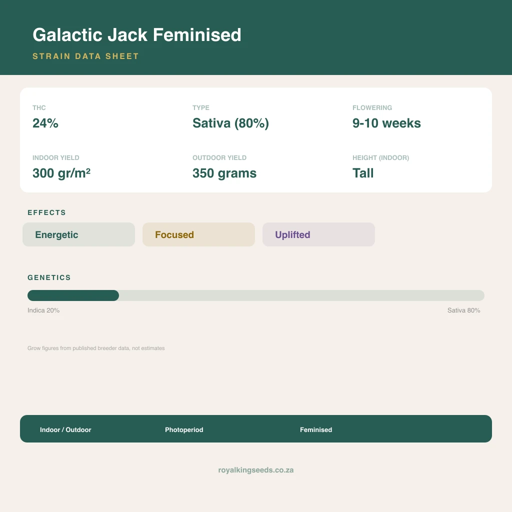 Galactic Jack 20% indica / 80% sativa flower with visible trichomes