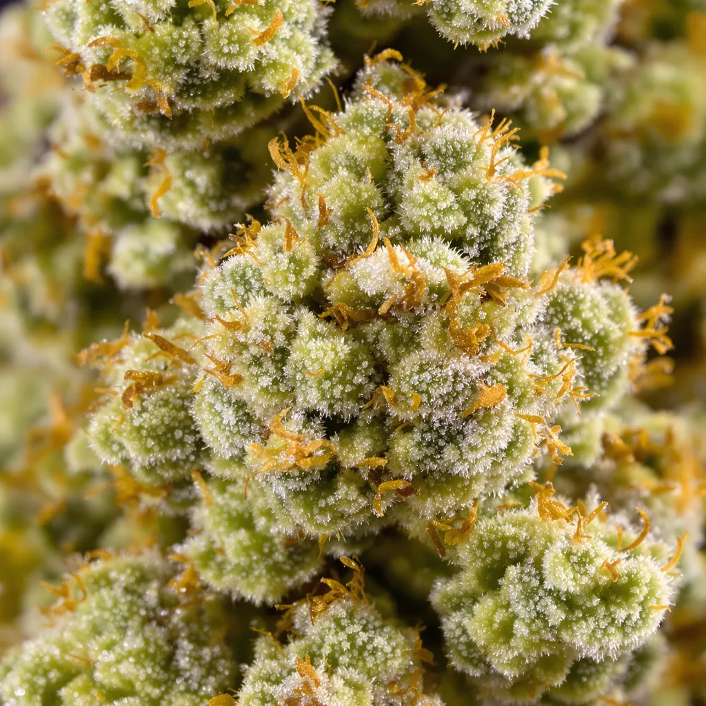 Gelato Cake cannabis bud close-up showing lime-green airy structure