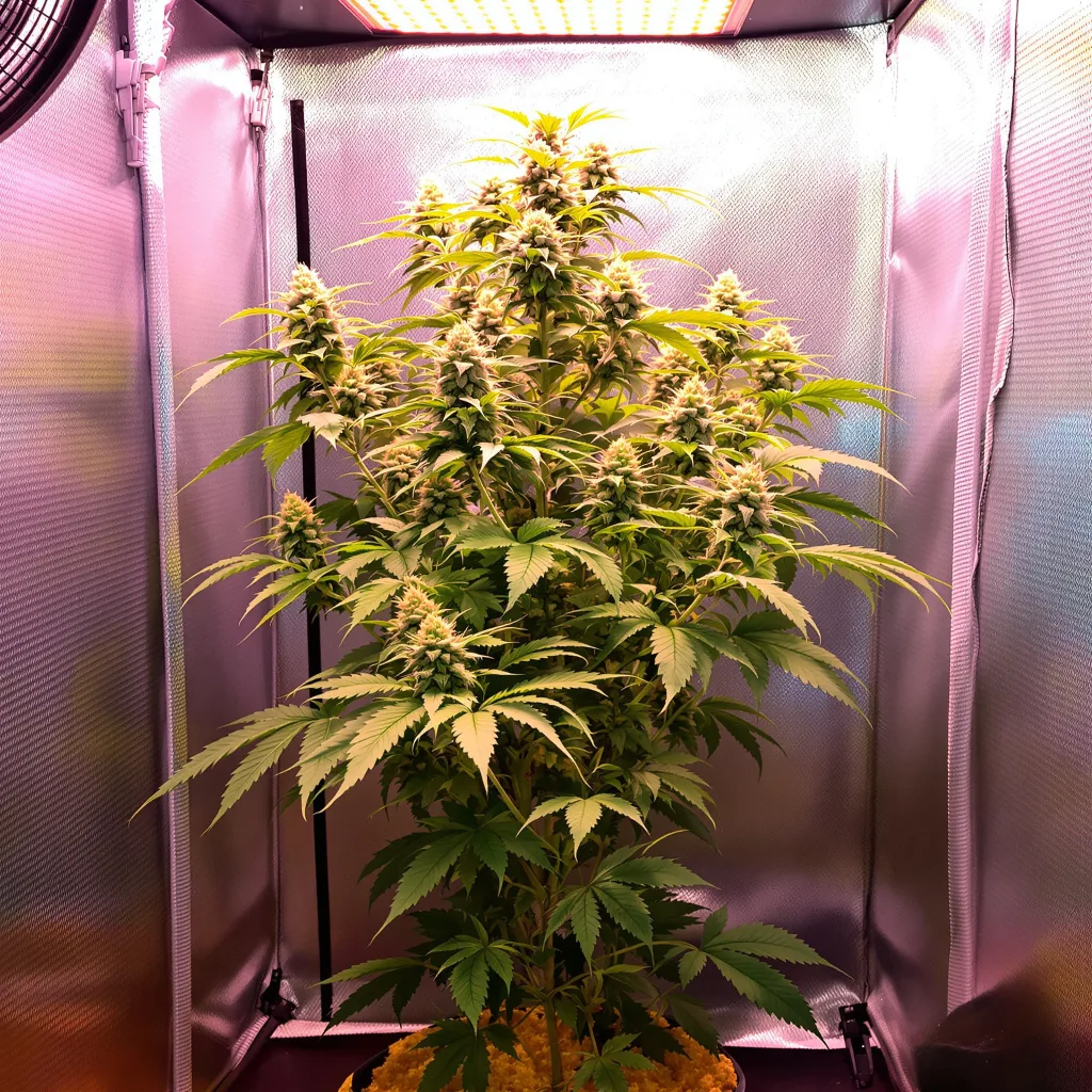 Ginger Ale cannabis plant in flowering stage — Short feminised