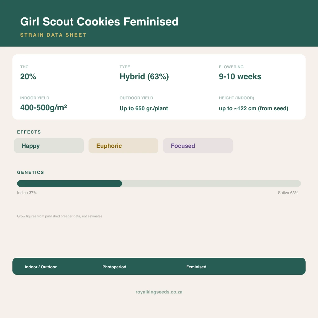 Girl Scout Cookies 37% indica / 63% sativa flower with visible trichomes