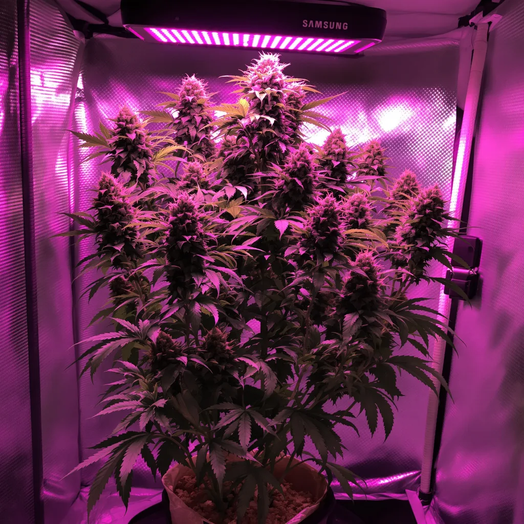 God's Green Crack cannabis plant in flowering stage — 80–120 cm autoflower