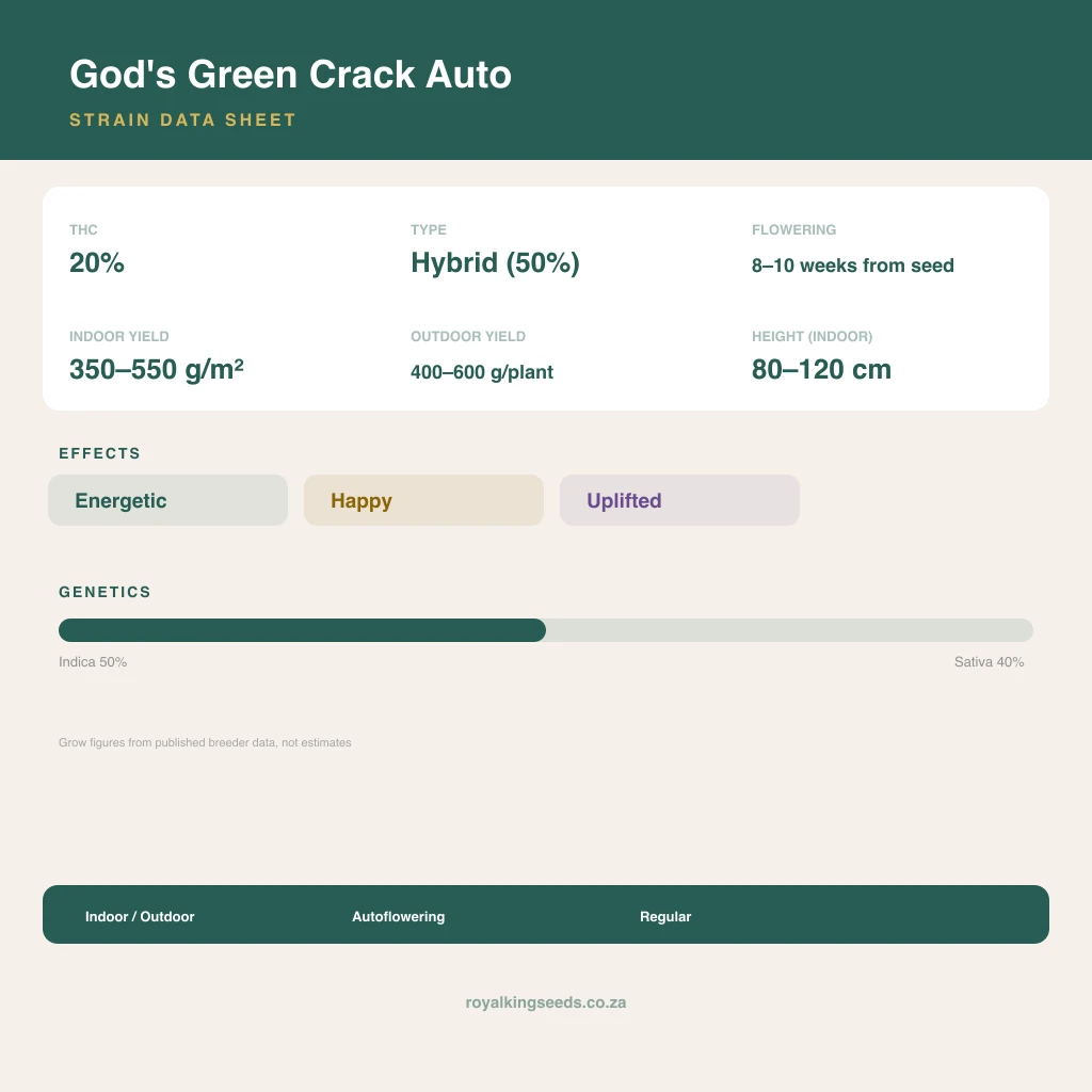 God's Green Crack 56% indica / 44% sativa flower with visible trichomes