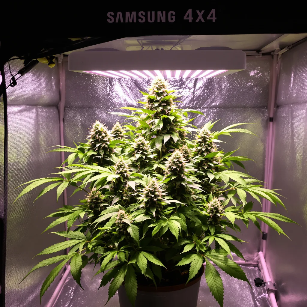 Godzilla cannabis plant in flowering stage — 90-120 cm. Medium feminised