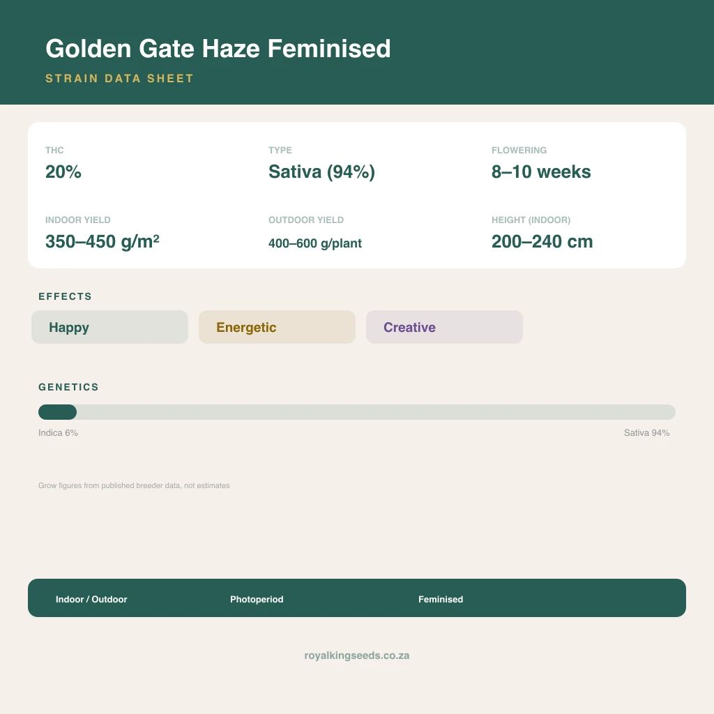 Golden Gate Haze 6% indica / 94% sativa flower with visible trichomes