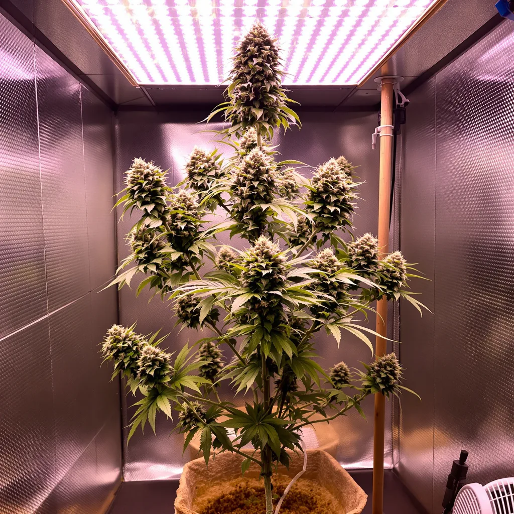 Goon Berries cannabis plant in flowering stage — 80–120 cm feminised