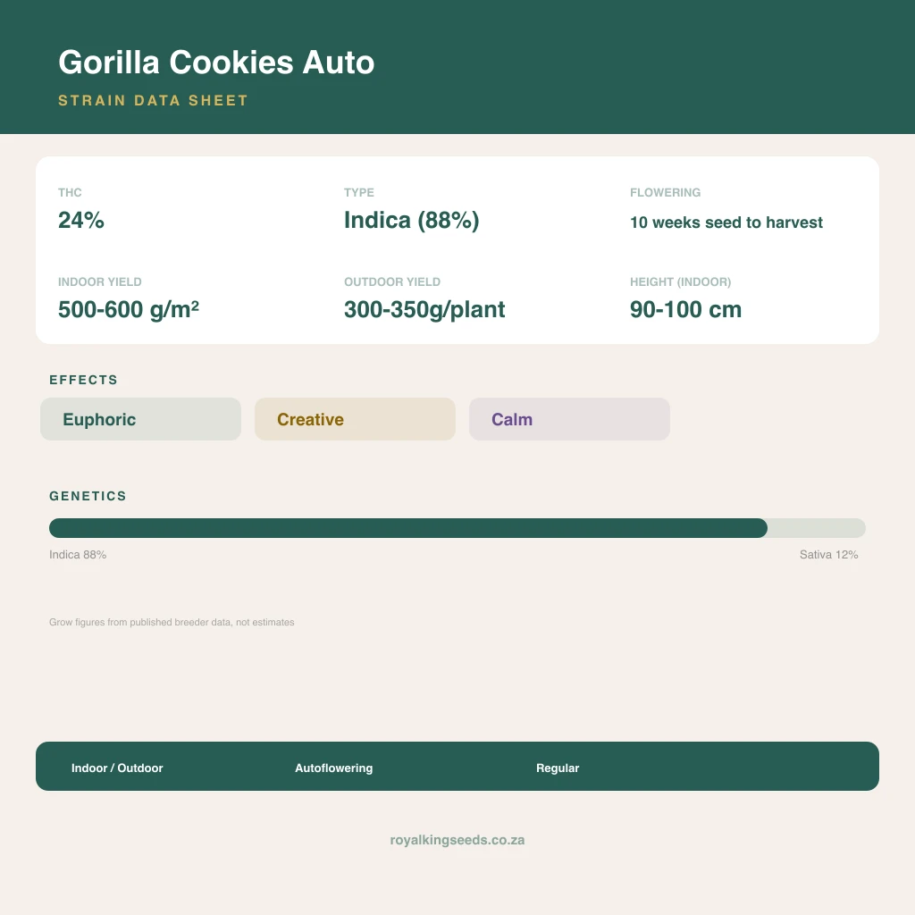 Gorilla Cookies 88% indica / 12% sativa flower with visible trichomes