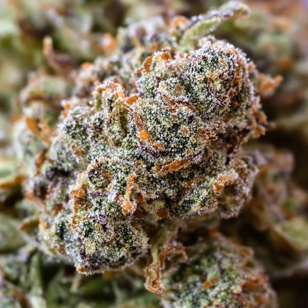 Gorilla Glue #4 cannabis bud close-up showing balanced bud structure with frosted trichomes
