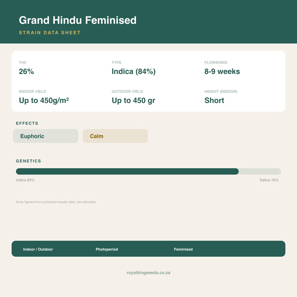 Grand Hindu 84% indica / 16% sativa flower with visible trichomes