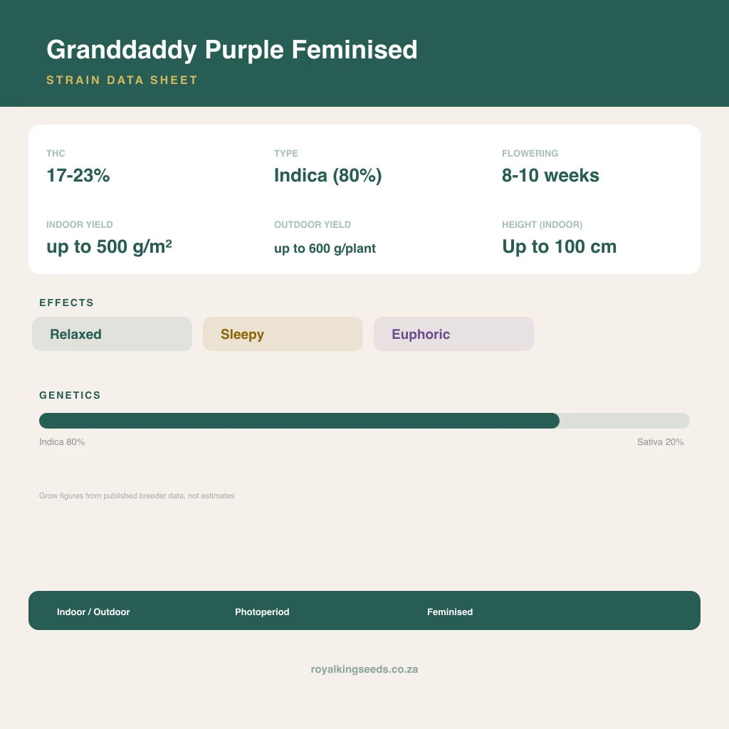 Granddaddy Purple 80% indica / 20% sativa flower with visible trichomes