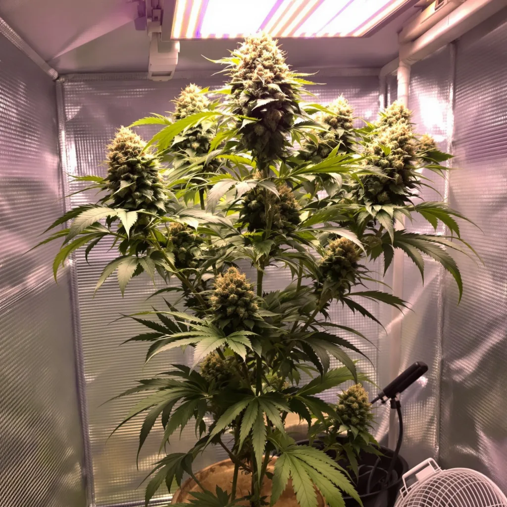 Grandmas Sugar Cookies cannabis plant in flowering stage — 30-305 cm feminised