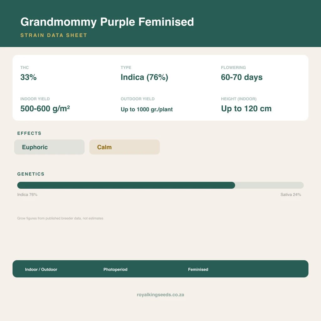 Grandmommy Purple 76% indica / 24% sativa flower with visible trichomes