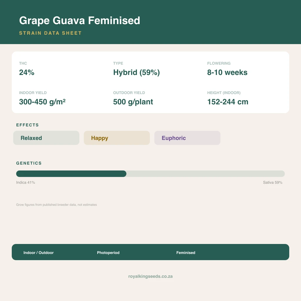 Grape Guava 41% indica / 59% sativa flower with visible trichomes