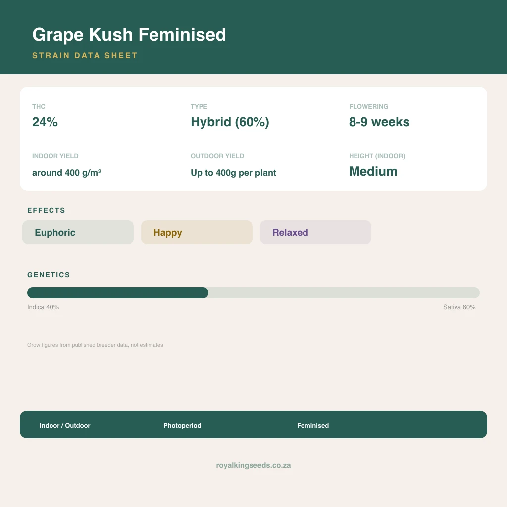 Grape Kush 40% indica / 60% sativa flower with visible trichomes