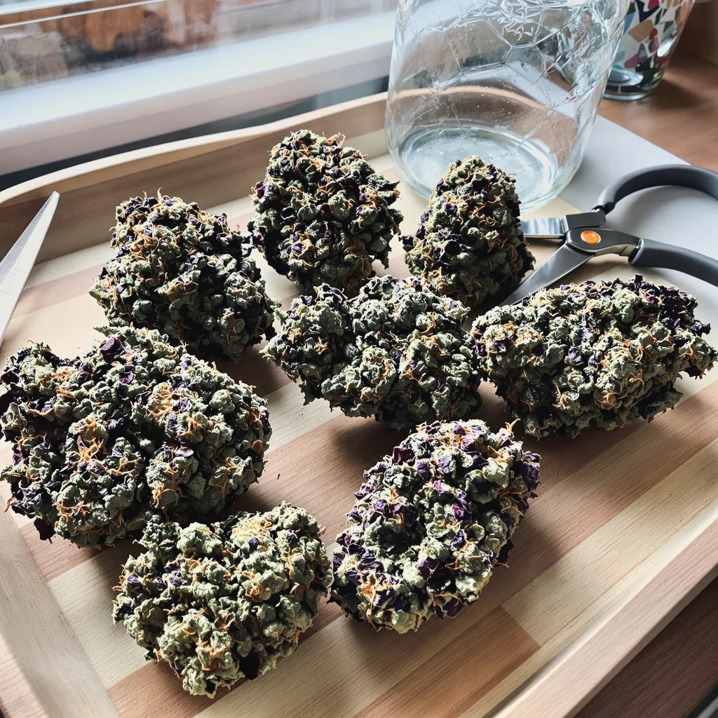 Grapefruit Kush 70% indica / 30% sativa flower with visible trichomes