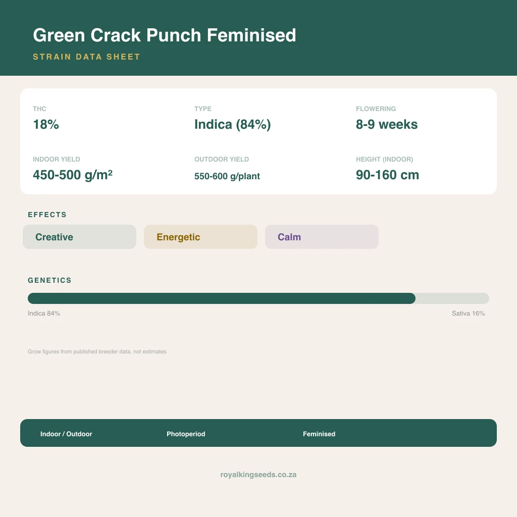 Green Crack Punch 84% indica / 16% sativa flower with visible trichomes