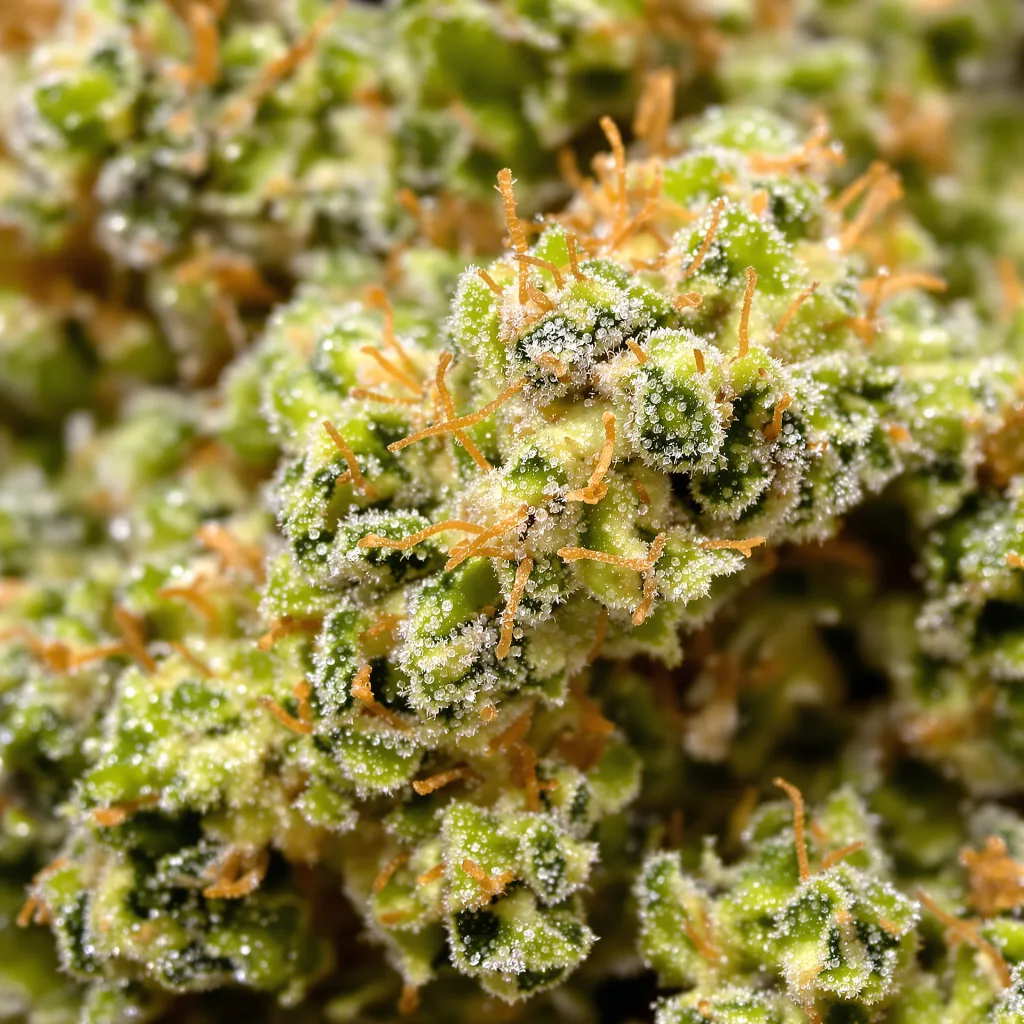 Hawaiian Haze cannabis bud close-up showing lime-green airy structure