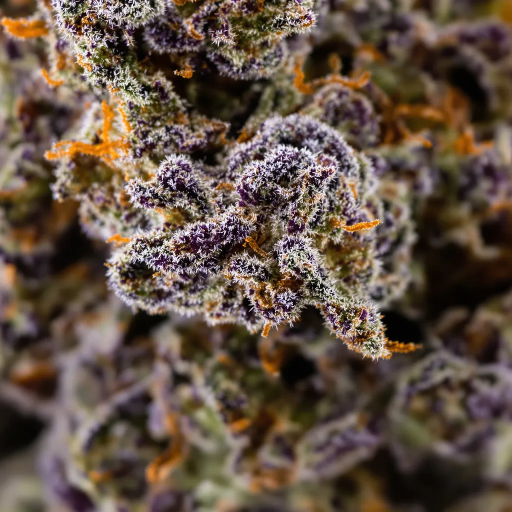Haze XL cannabis bud close-up showing dense purple-tinged calyxes
