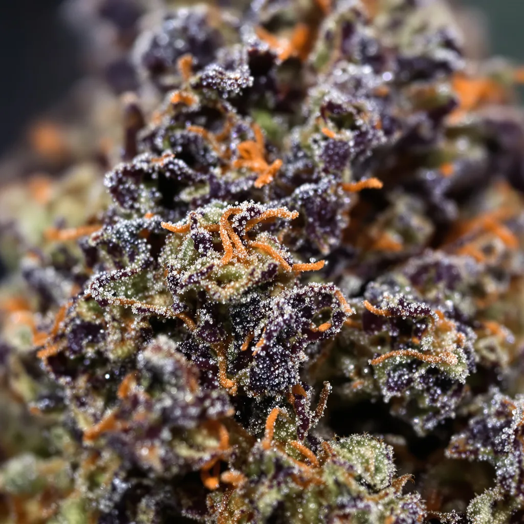 Hindu Kush cannabis bud close-up showing dense purple-tinged calyxes