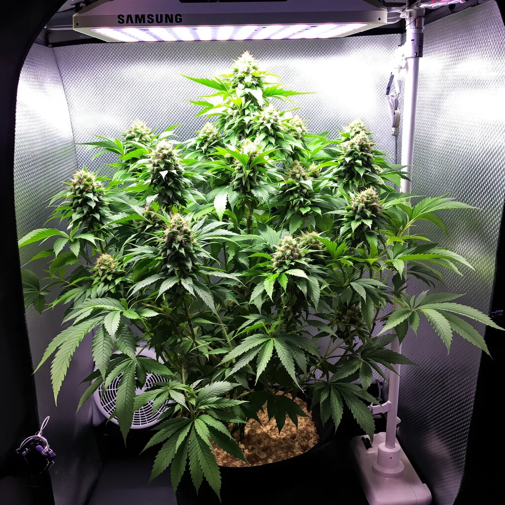 Hindu Skunk cannabis plant in flowering stage — 90-120 cm. Medium feminised
