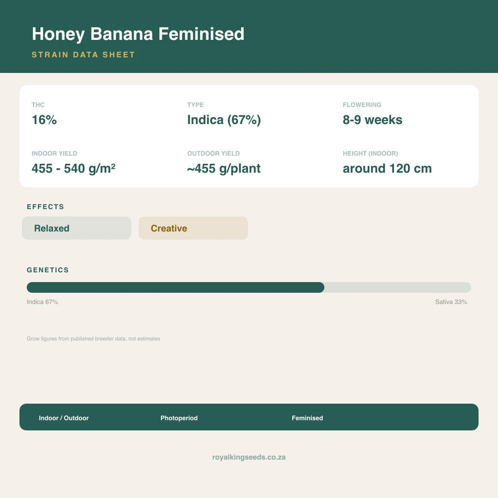 Honey Banana 67% indica / 33% sativa flower with visible trichomes