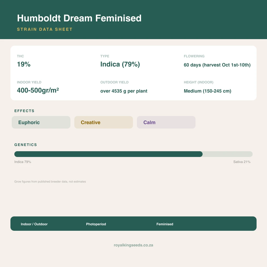 Humboldt Dream 79% indica / 21% sativa flower with visible trichomes