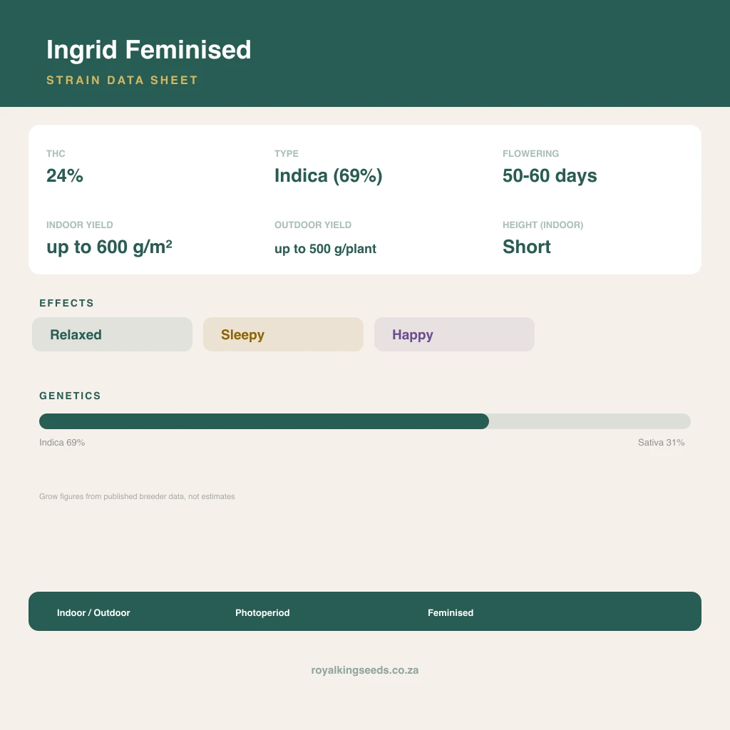 Ingrid 69% indica / 31% sativa flower with visible trichomes