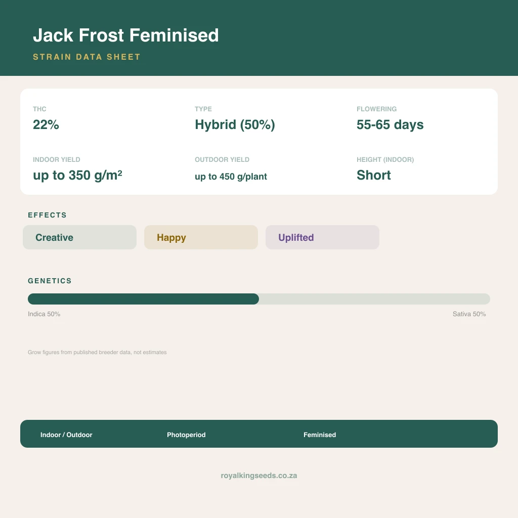 Jack Frost 50% indica / 50% sativa flower with visible trichomes