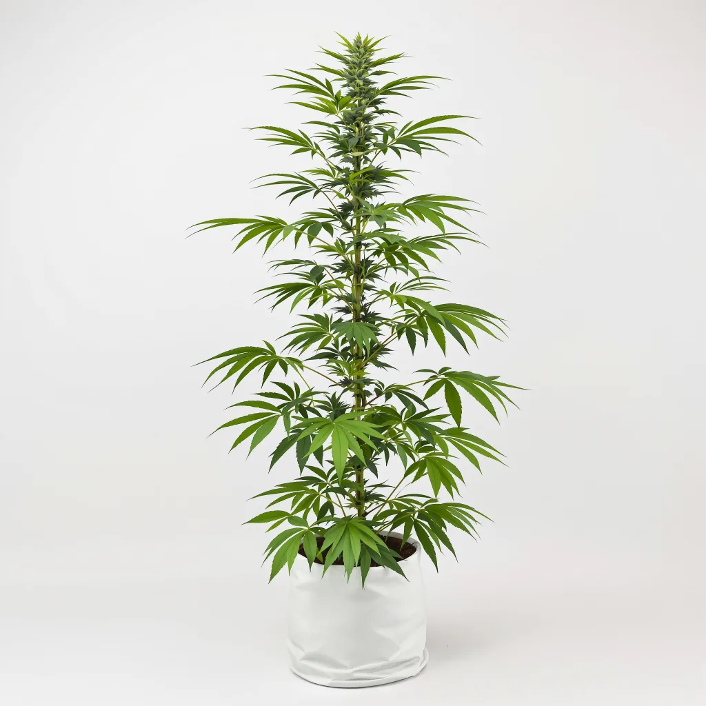 Jesus OG cannabis seeds packaging — Royal King Seeds South Africa