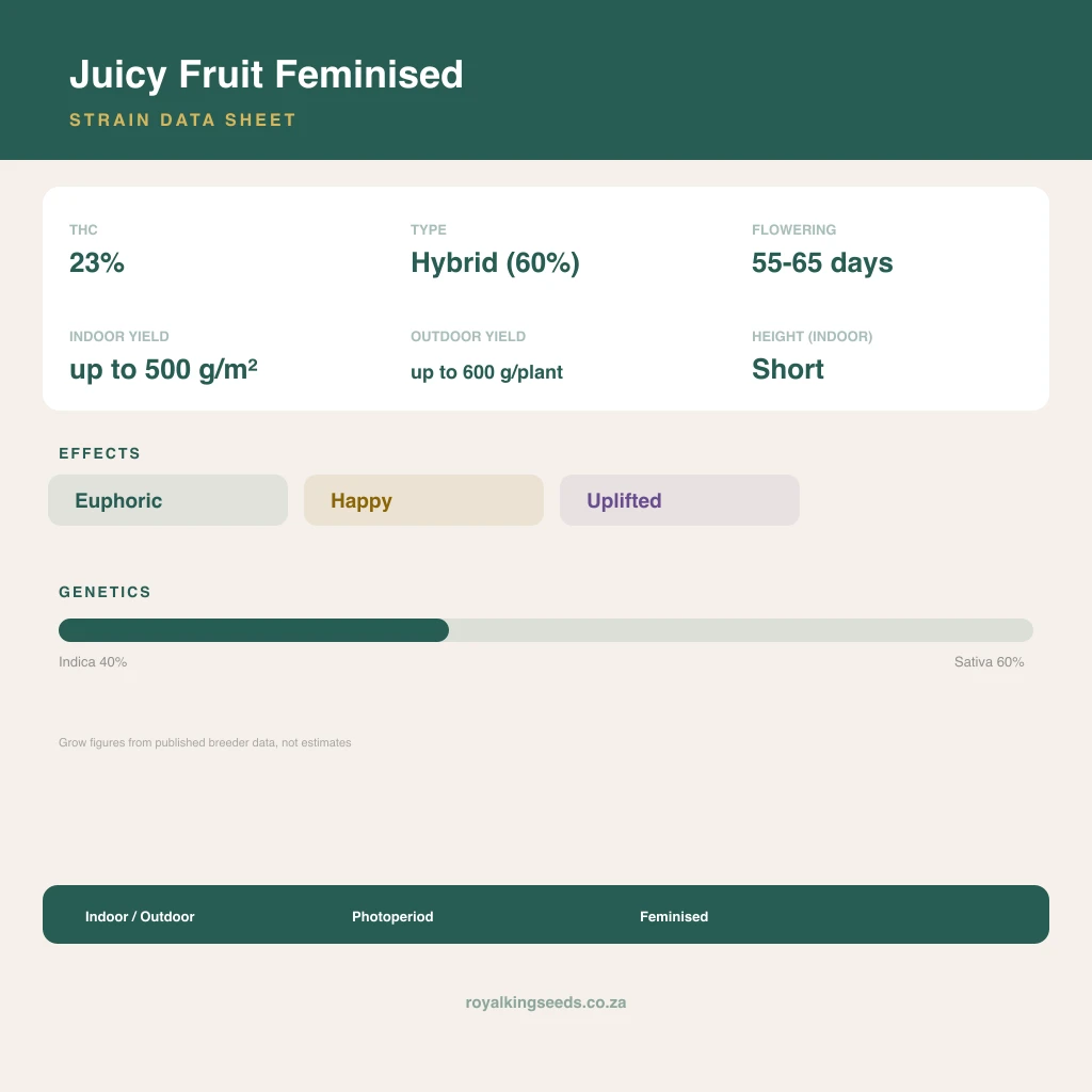 Juicy Fruit 40% indica / 60% sativa flower with visible trichomes