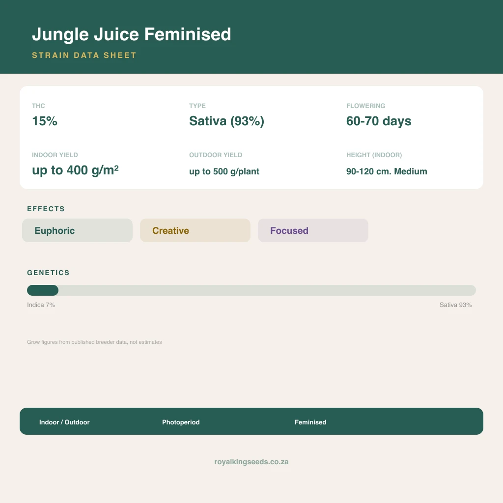 Jungle Juice 7% indica / 93% sativa flower with visible trichomes