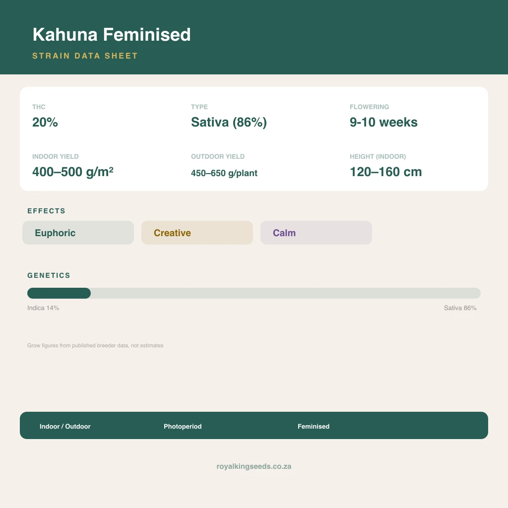 Kahuna 14% indica / 86% sativa flower with visible trichomes