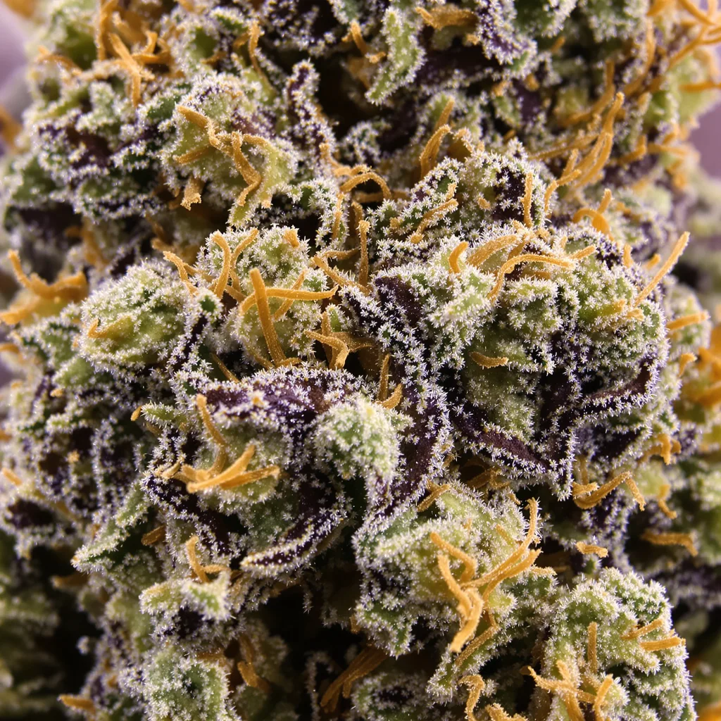 Katsu Bubba Kush cannabis bud close-up showing dense purple-tinged calyxes