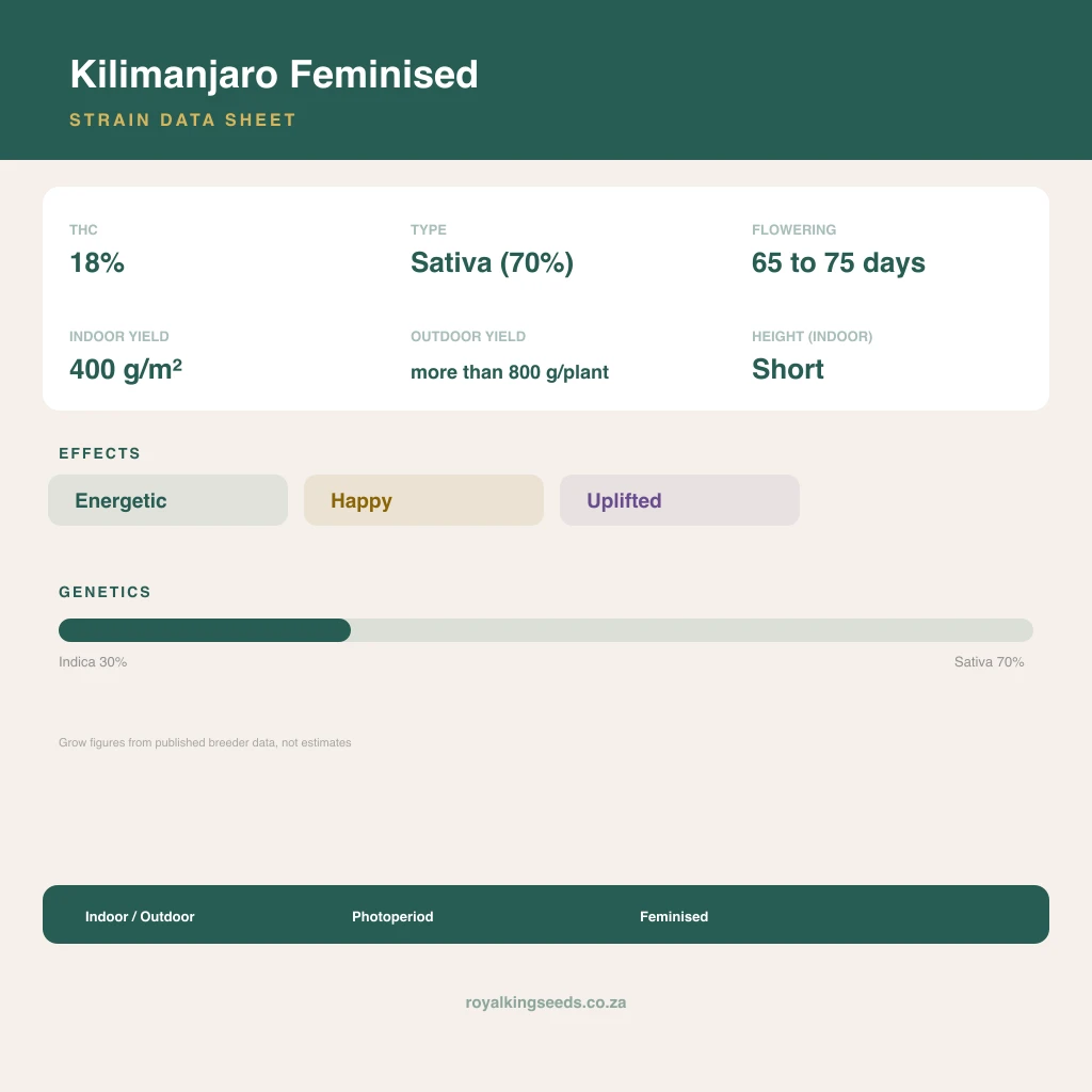 Kilimanjaro 30% indica / 70% sativa flower with visible trichomes