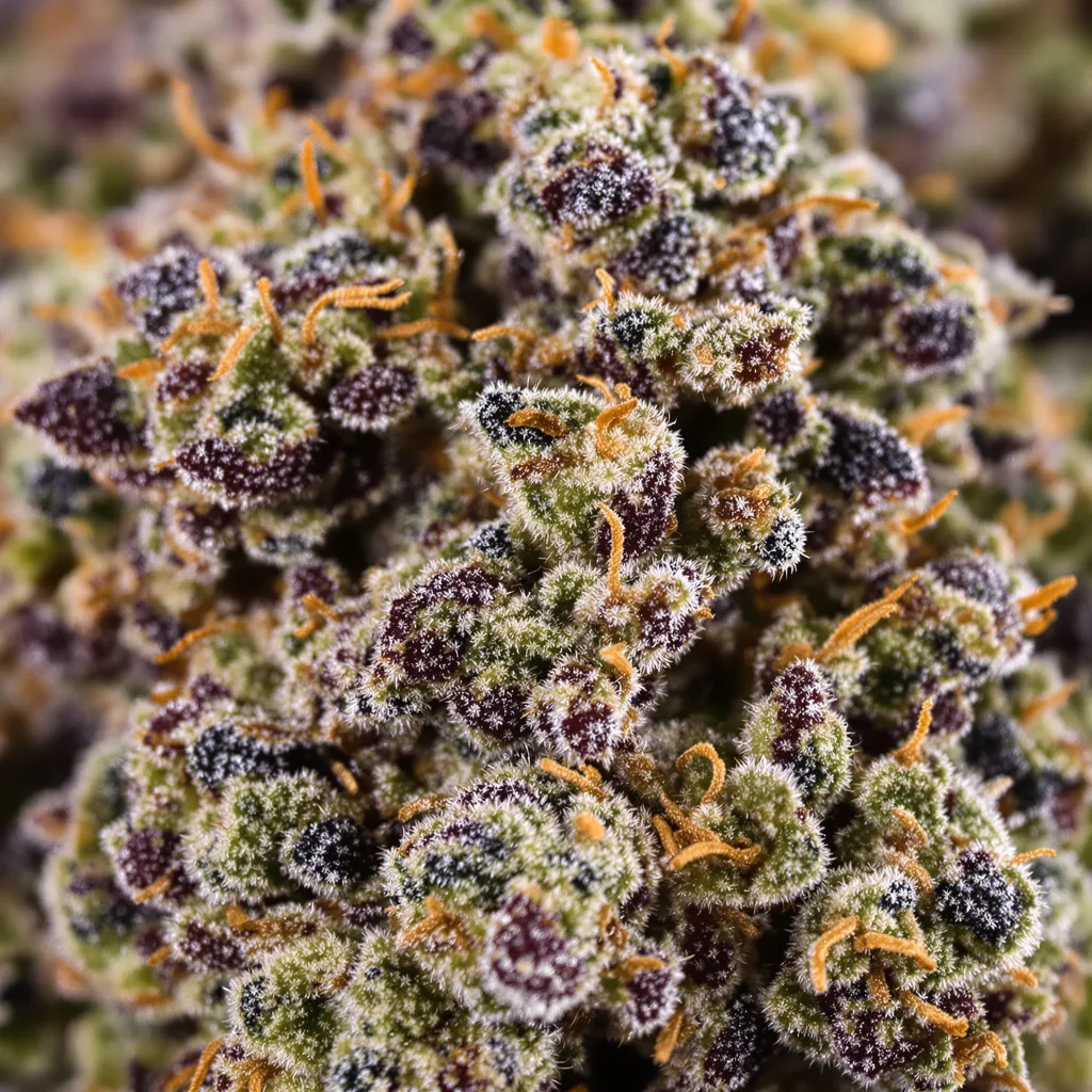 King’s Kush cannabis bud close-up showing dense purple-tinged calyxes