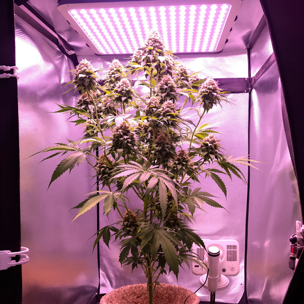 Kiss cannabis plant in flowering stage — 90-120 cm. Medium feminised