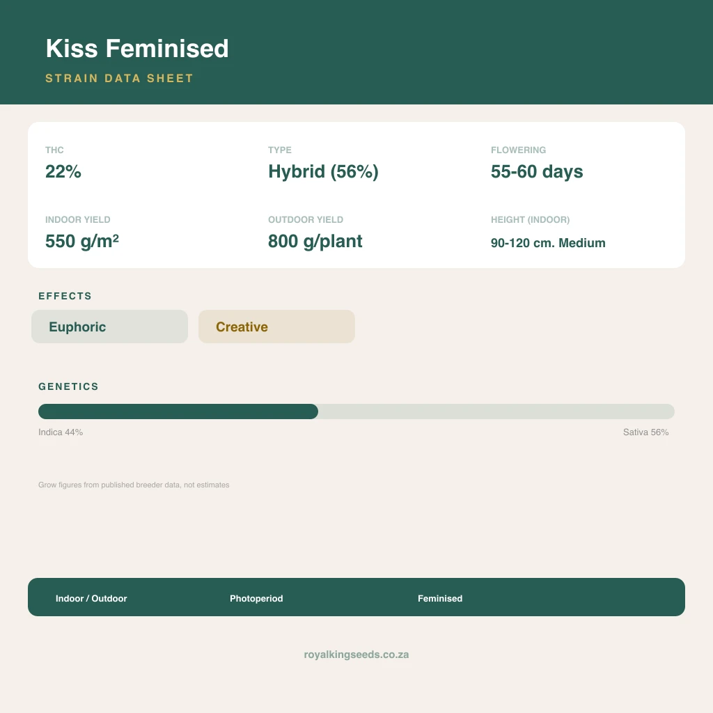 Kiss 44% indica / 56% sativa flower with visible trichomes