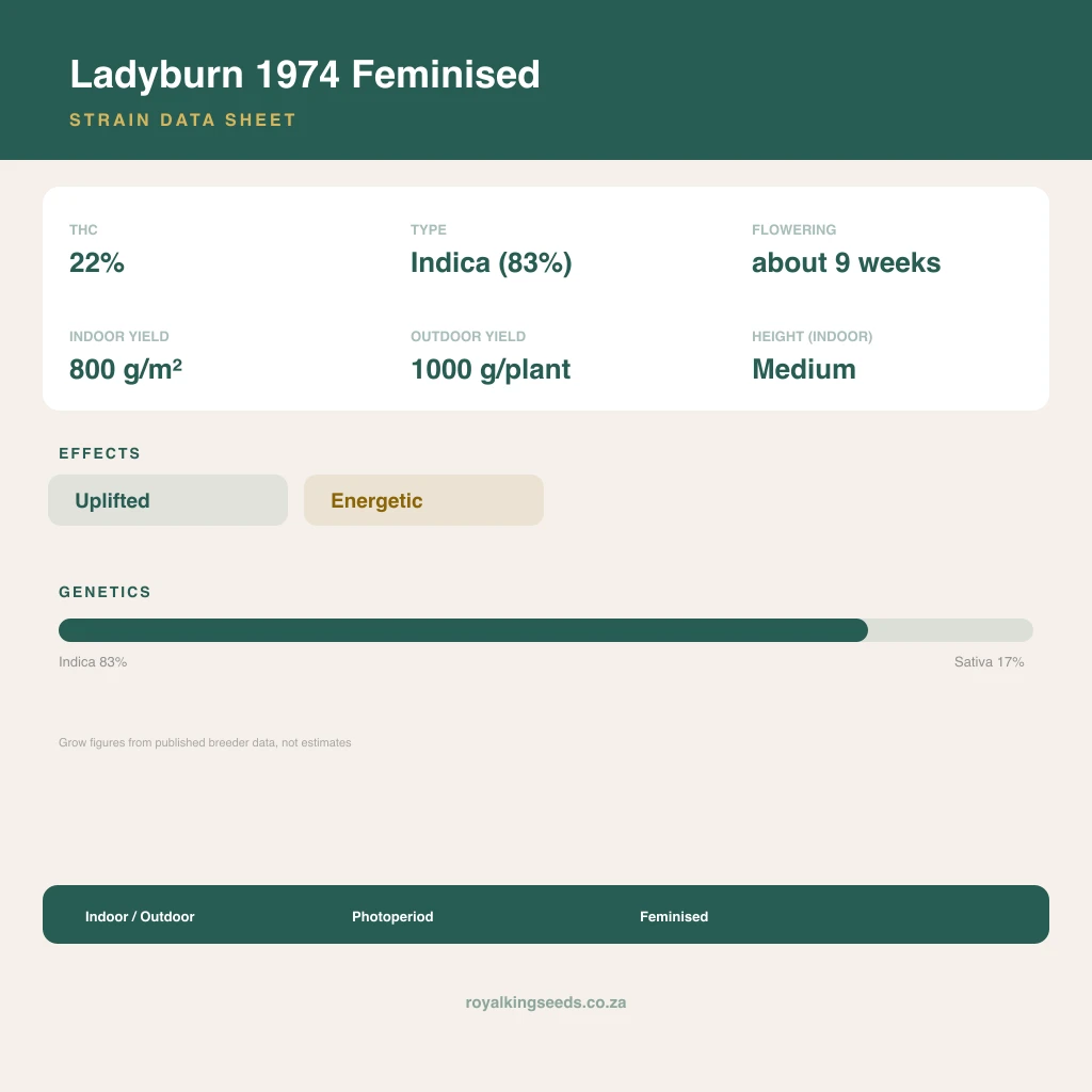 Ladyburn 1974 83% indica / 17% sativa flower with visible trichomes